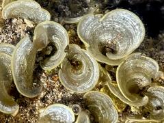 (Mermaid's Fan Seaweed) colony