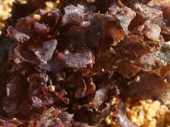 (Glomerata Red Alga) beach