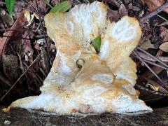 (Mycetozoa Slime Mold) profile