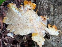 (Mycetozoa Slime Mold) top
