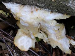(Mycetozoa Slime Mold) upperside