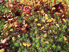 (Common Haircap Moss) sporophytes