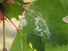 (American Sycamore) trichomes