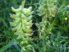 (Canadian Milk Vetch)