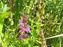 (Purple Loosestrife)