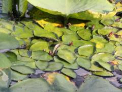 (Water Shield) (American White Waterlily) on Water Shield