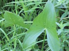 (Common Arrowhead) leaves