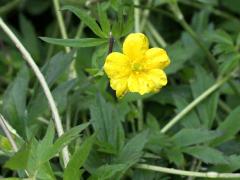 (Swamp Buttercup) flower