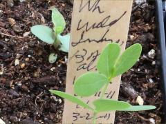 (White False Indigo) seedling