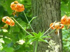 (Michigan Lily)
