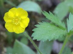 (Potentilla Cinquefoil)