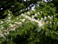 (Amur Honeysuckle) flowers