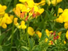 (Bird's-foot Trefoil) colors