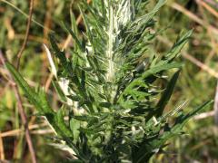 (Field Thistle)