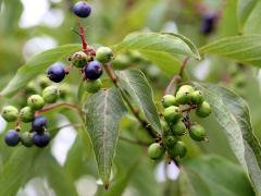 (Silky Dogwood) fruit