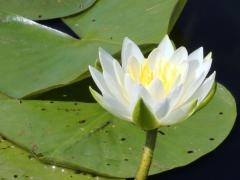 (American White Waterlily)