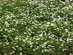 (False Rue Anemone) colony