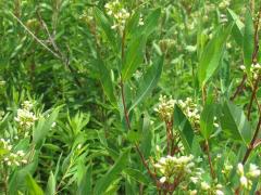 (Hemp Dogbane) leaves