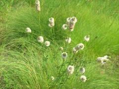 (White Prairie Clover) flowers