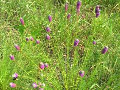 (Purple Prairie Clover) flowers