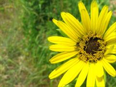 (Compass Plant) flower