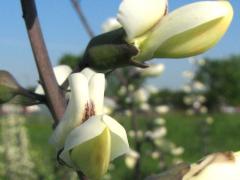 (White False Indigo) flowers