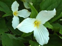 (Large White Trillium)