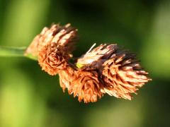 (Bicknell's Sedge)