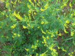 (Yellow Sweet Clover)