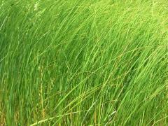 (Prairie Cord Grass)