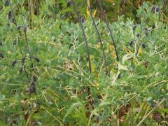 (White False Indigo) pods