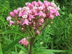 (Swamp Milkweed)