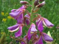 (Showy Tick Trefoil)