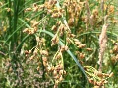 (Soft-stemmed Bulrush) flowers