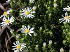 (Heath Aster)