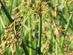 (Soft-stemmed Bulrush)
