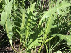 (Compass Plant) (Prairie Dock) hybrid on Compass Plant