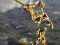 (Soft-stemmed Bulrush) flowers