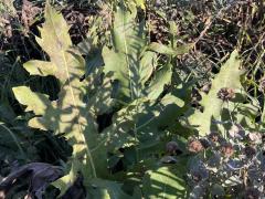 (Compass Plant) (Prairie Dock) hybrid on Compass Plant