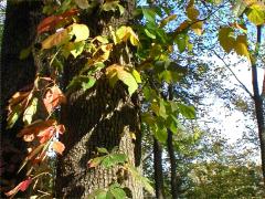 (Virginia Creeper) (Poison Ivy) on Virginia Creeper