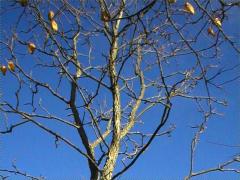 (Kentucky Coffeetree)