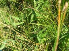 (Fox Sedge) plant
