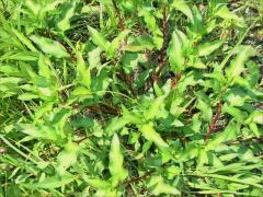 (Marshpepper Knotweed)