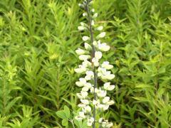 (White False Indigo)