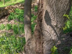 (Box Elder) (Poison Ivy) on Box Elder