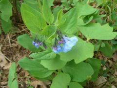 (Twinleaf) (Virginia Bluebells) on Twinleaf