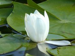 (American White Waterlily)