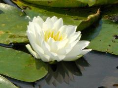 (American White Waterlily)