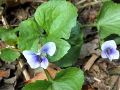 (Common Blue Violet) priceana
