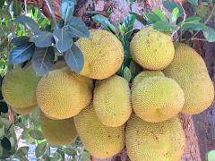 (Jackfruit) fruit